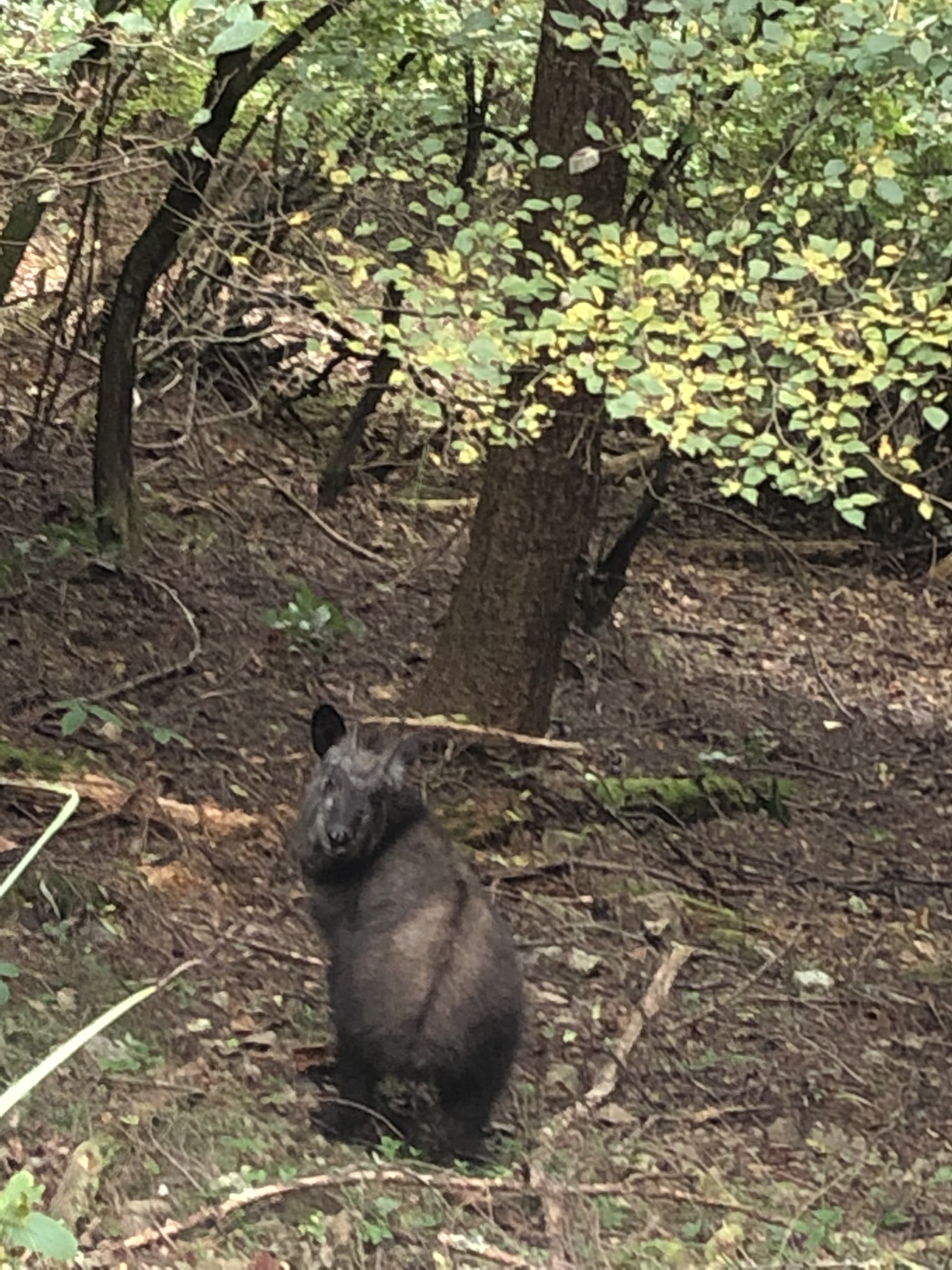 日本カモシカ